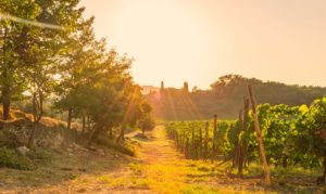 tuscany wine empolese