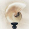 SCULTURA CONCHIGLIA NAUTILUS - immagine 3