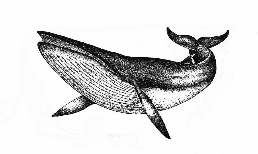 minke-whale