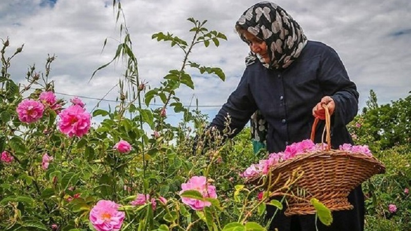 rosa-kashan